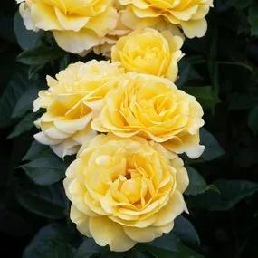 Golden Smiles Floribunda Rose (Rosa Golden Smiles) 1